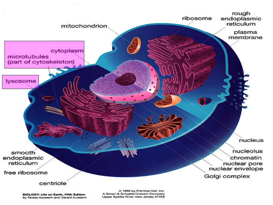 生物专业英语 Inside the living cell_第3页