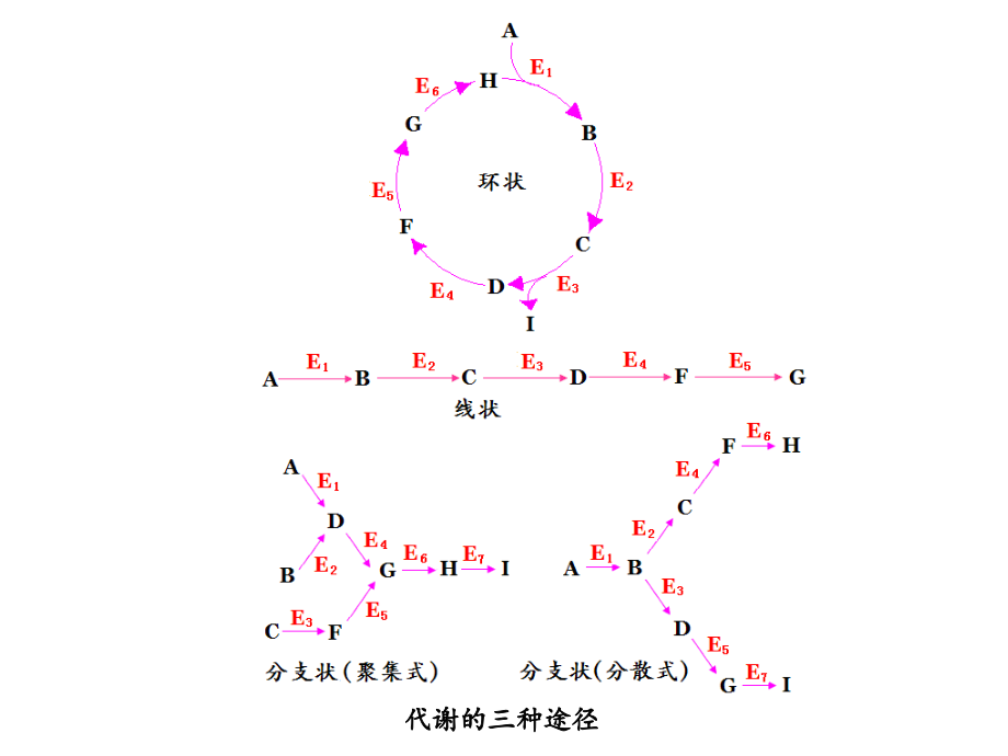 代谢及代谢途径[142页]_第4页