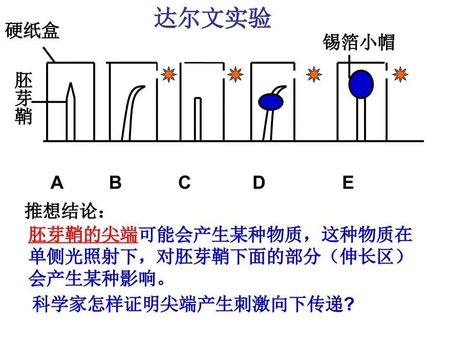 一轮复习课件——植物的激素调节教学提纲_第5页