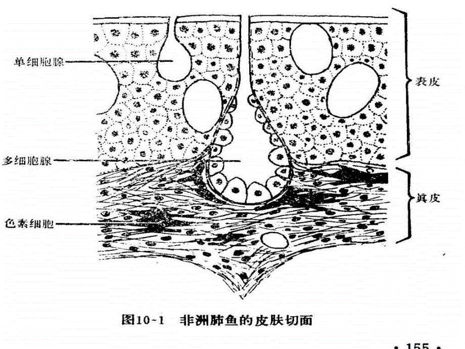 {生物科技管理}皮肤及其衍生物_第4页