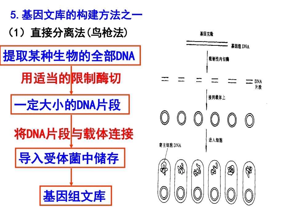{生物科技管理}生物12基因工程的基本操作程序讲义1新人教版选_第5页