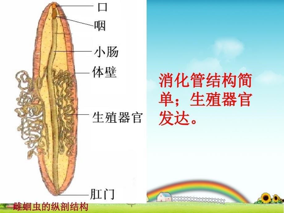 最新人教版八年级生物上册《第一章_第二节_线形动物和环节动物》课件8_第5页