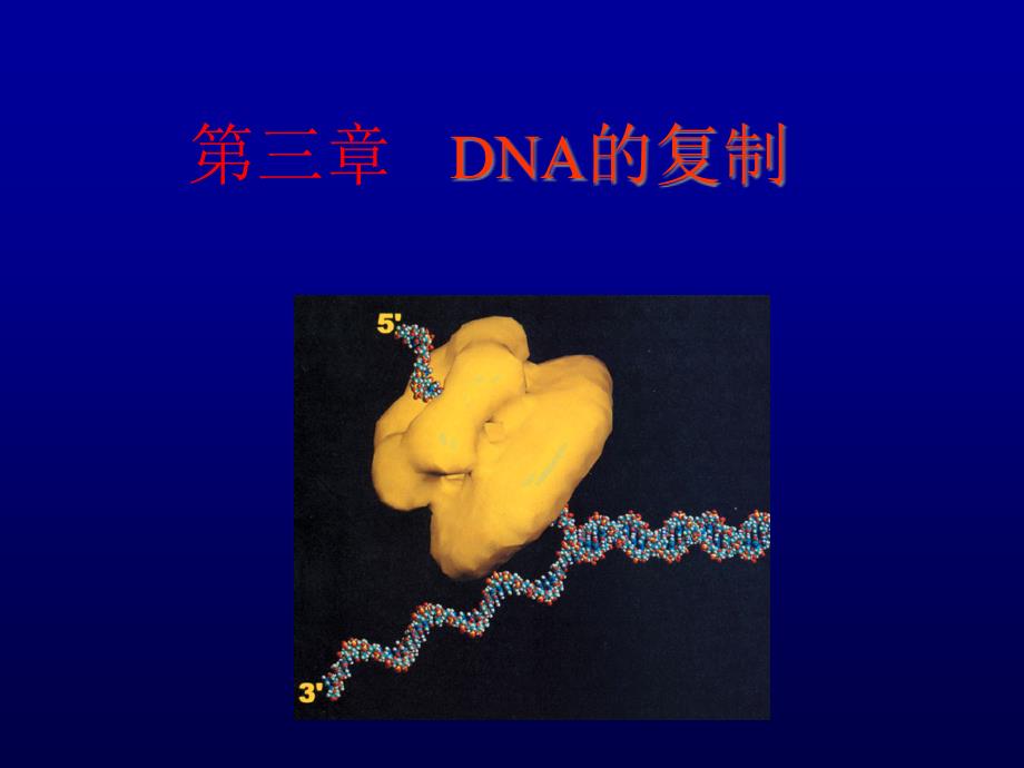 {生物科技管理}分子生物学03复制_第2页