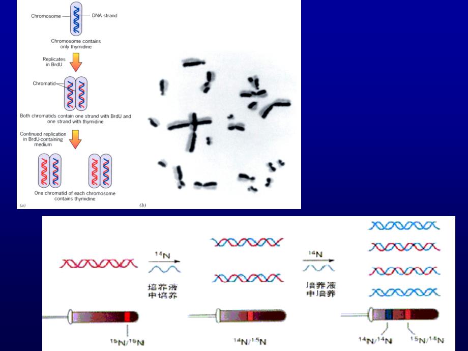 {生物科技管理}分子生物学03复制_第4页