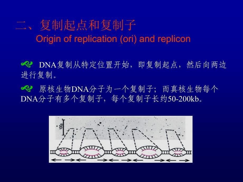 {生物科技管理}分子生物学03复制_第5页