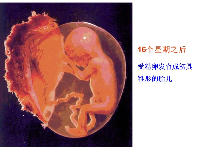 {生物科技管理}现代生物技术导论——第一章绪论_第4页