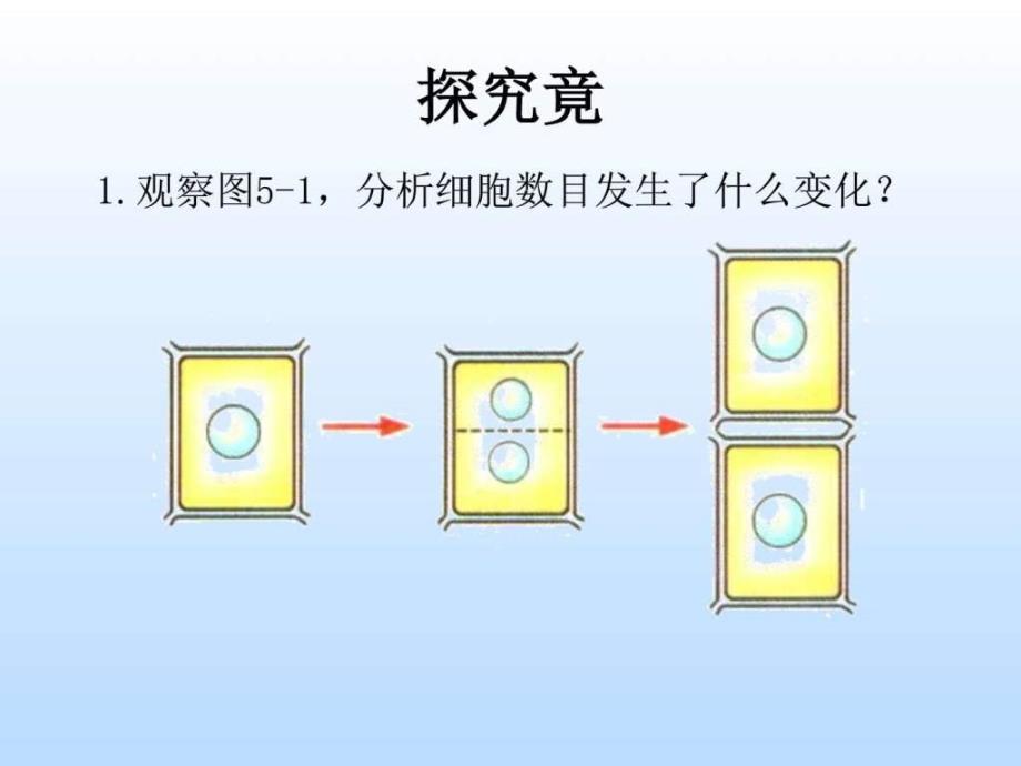 第一节 生物体由细胞构成_图文课件_第2页