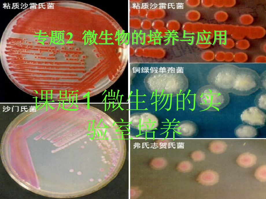 {生物科技管理}21微生物的实验室培养_第2页