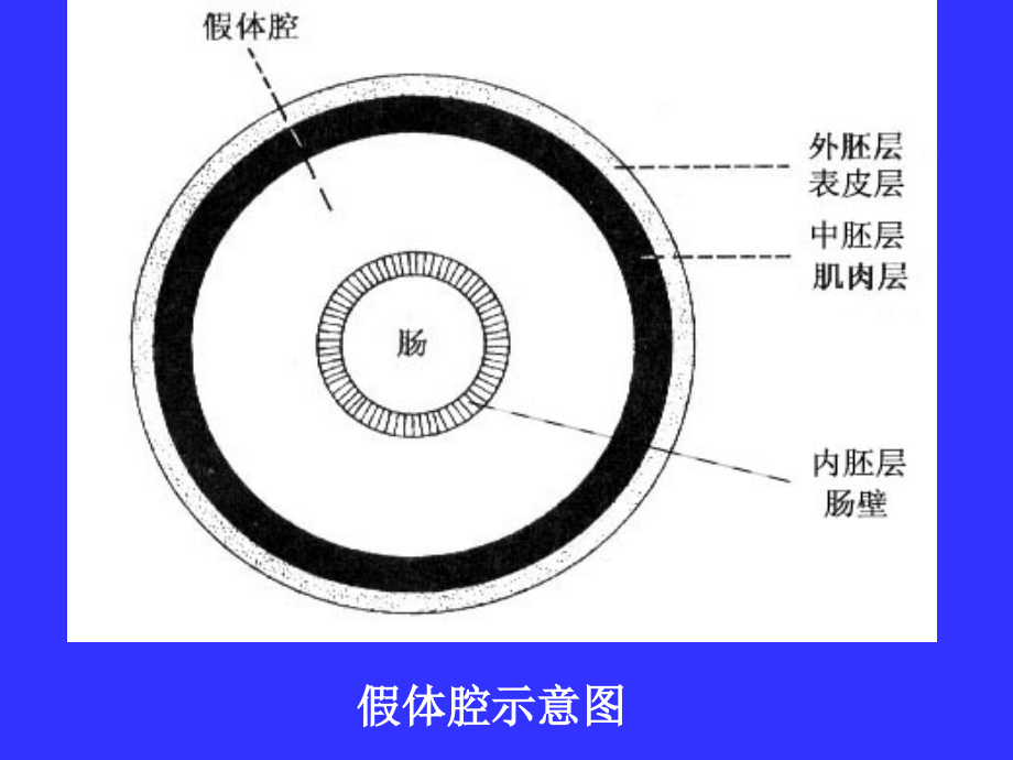 {生物科技管理}动物生物学07_第3页