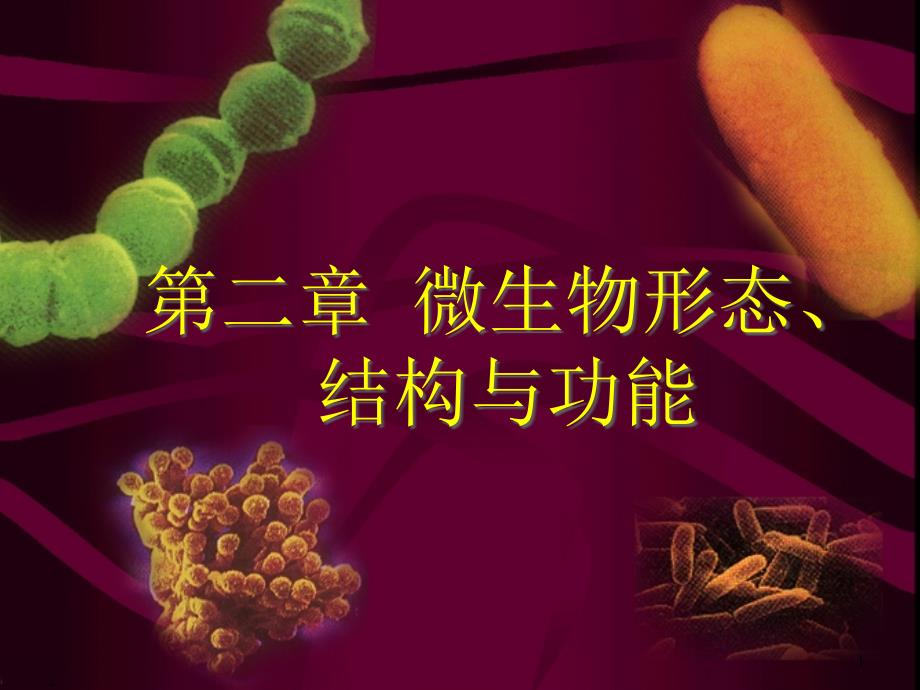 {生物科技管理}第二章微生物形态、结构及功能—放线菌_第1页