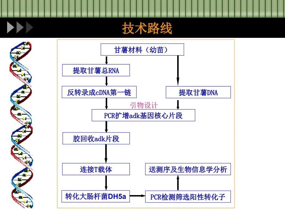 {生物科技管理}分子生物学实验课PPT曾令江某某某1116_第5页