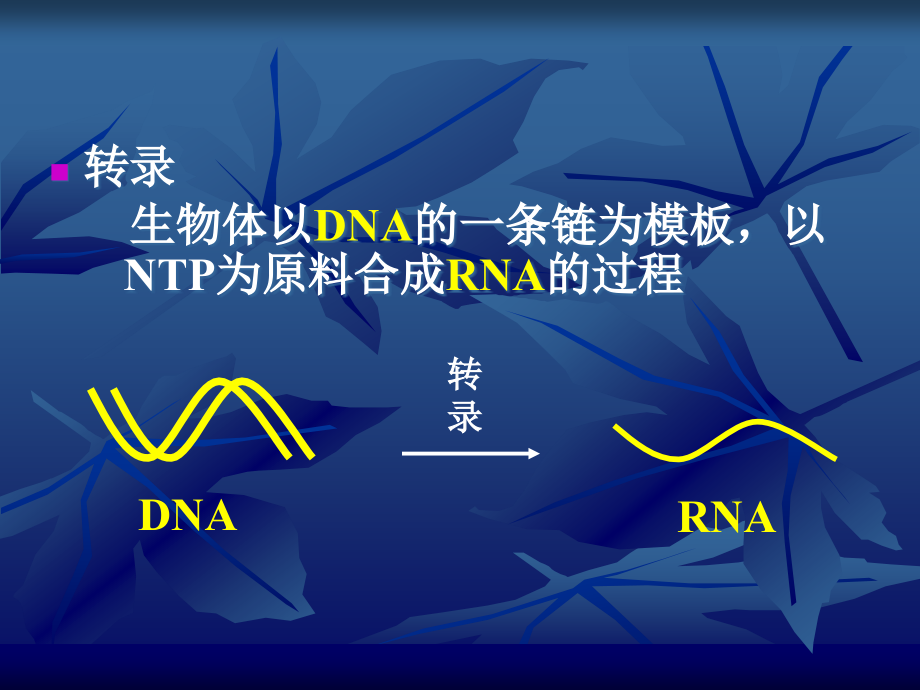 {生物科技管理}RNA的生物合成转录)_第3页