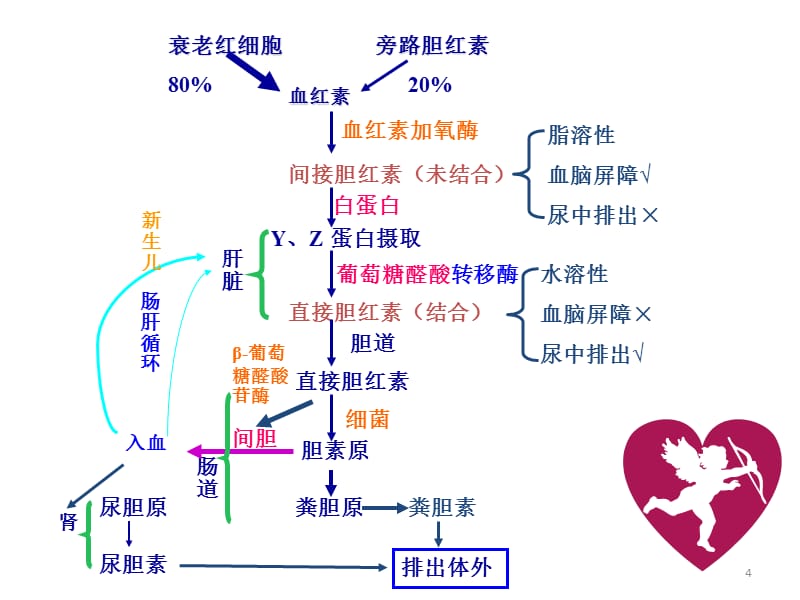 新生儿黄疸溶血病ppt课件_第4页