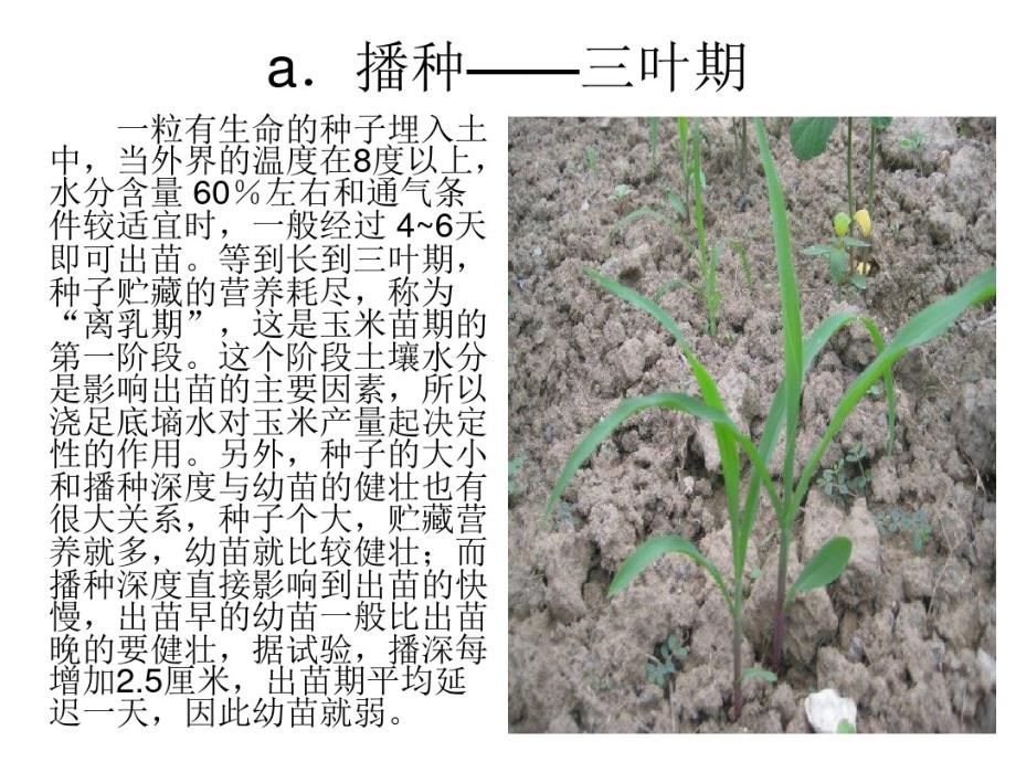 玉米生长周期.pdf_第3页