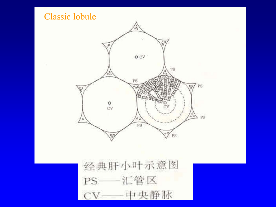 慢性肝炎分级分期ppt课件_第3页