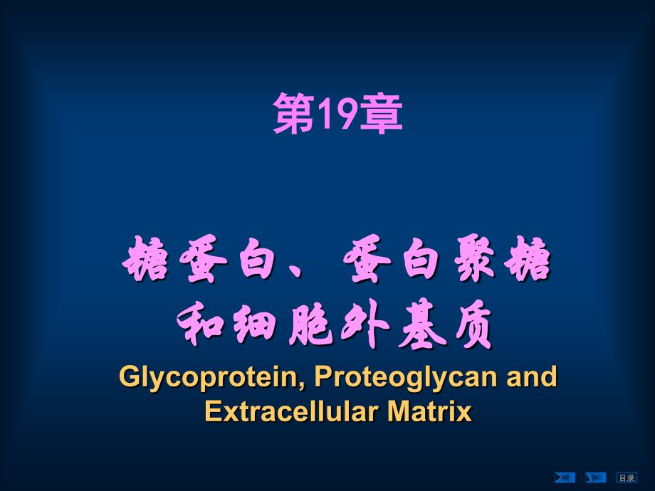 第99十九章糖蛋白、蛋白聚糖和细胞外基质课件_第1页