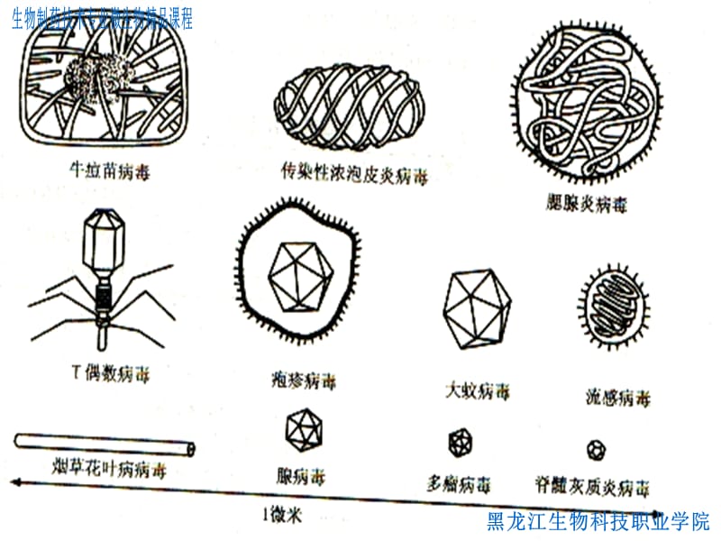 {生物科技管理}病毒的生物学特性_第5页