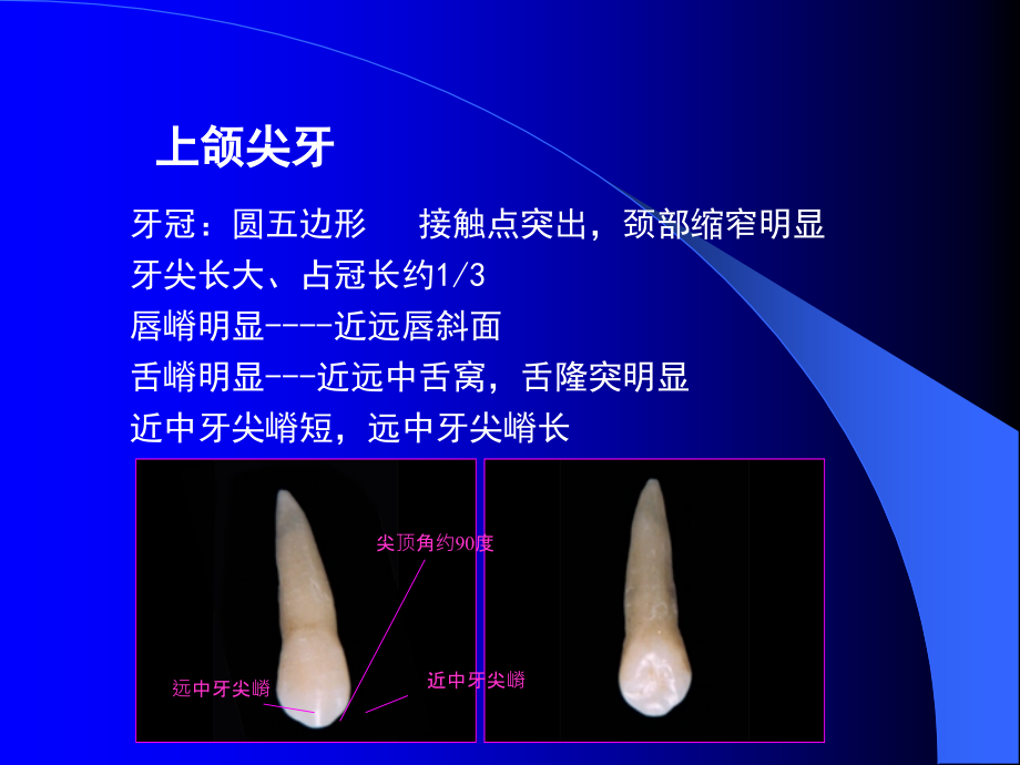 {医疗培训课件}中国医科大学口腔解剖生理学讲义03_第4页