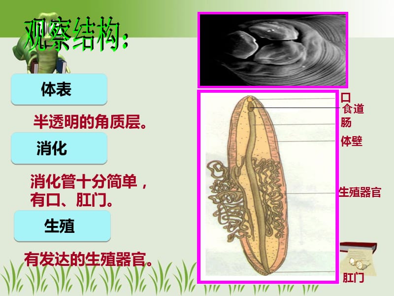 最新新人教八年级生物上册-线形动物和环节动物_第4页