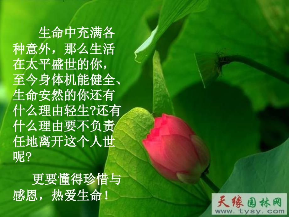 《热爱生命》课件(1).ppt_第4页