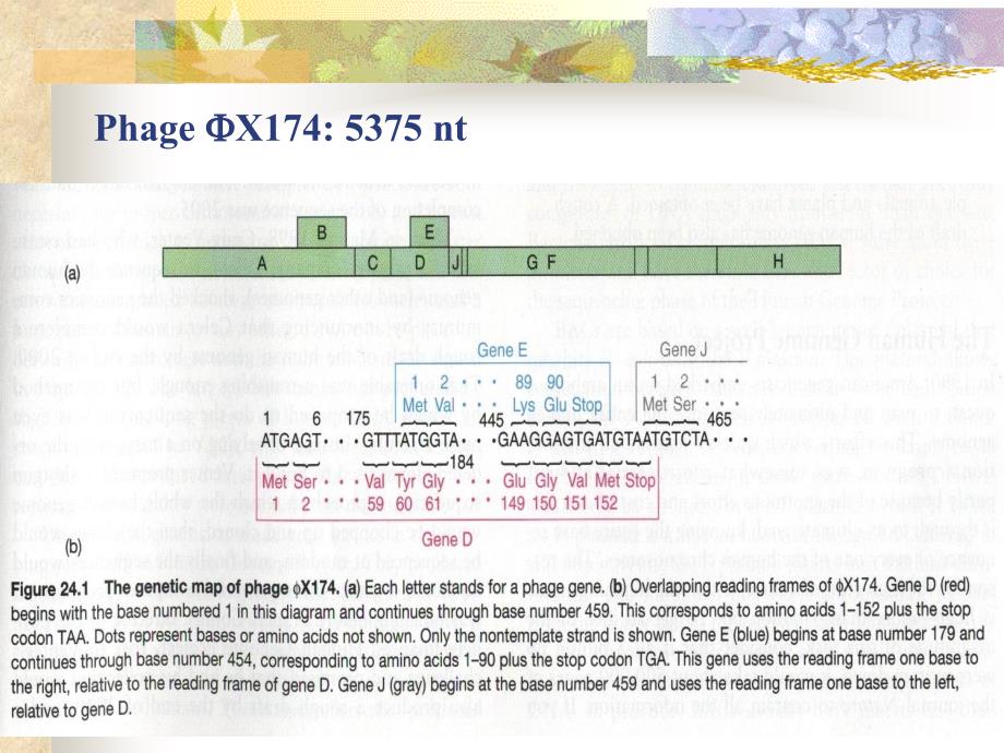 {生物科技管理}分子生物学363592872_第3页