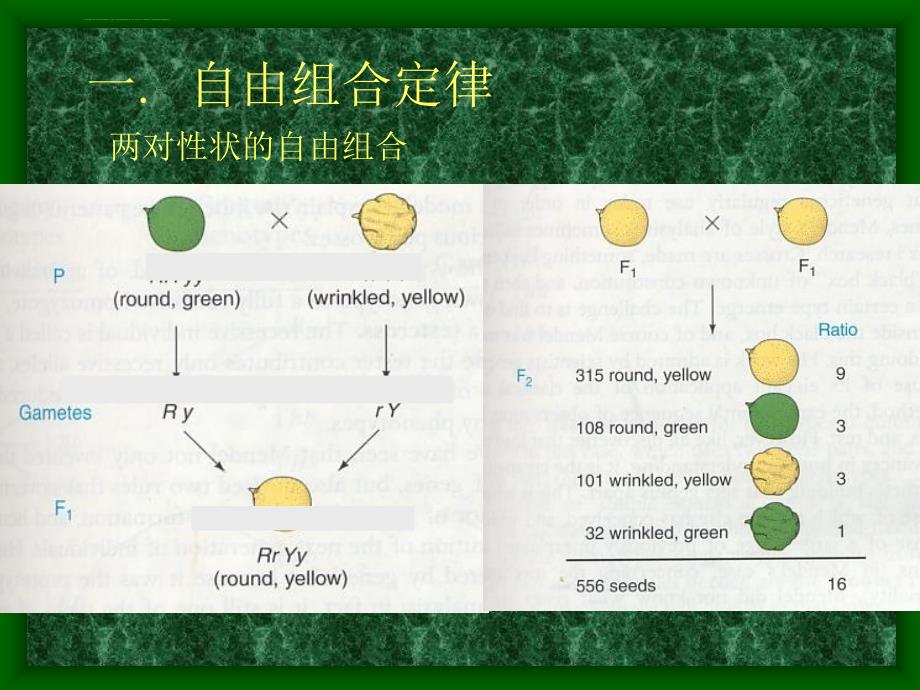 第一篇第三章32自由组合定律课件_第3页