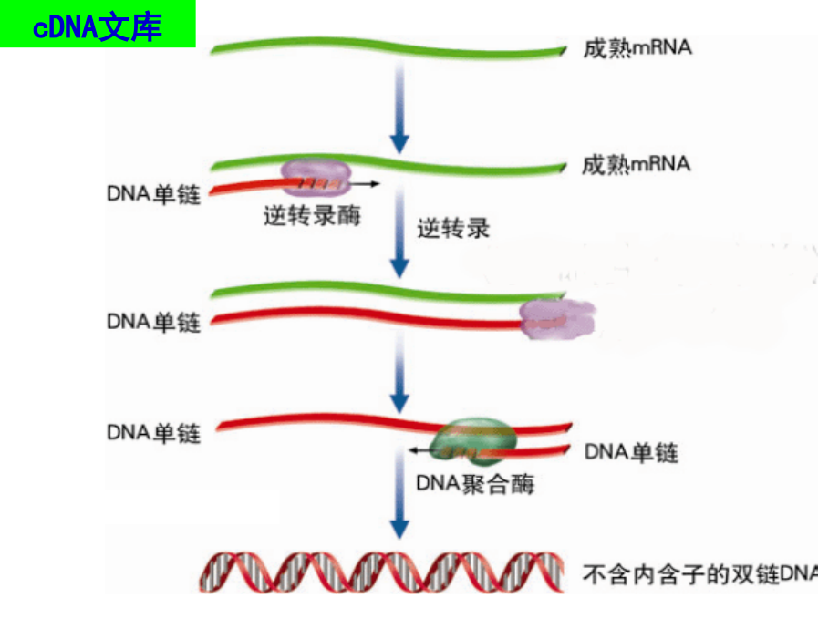 {企业管理制度}12基因工程的基本操作程序z4班l_第4页