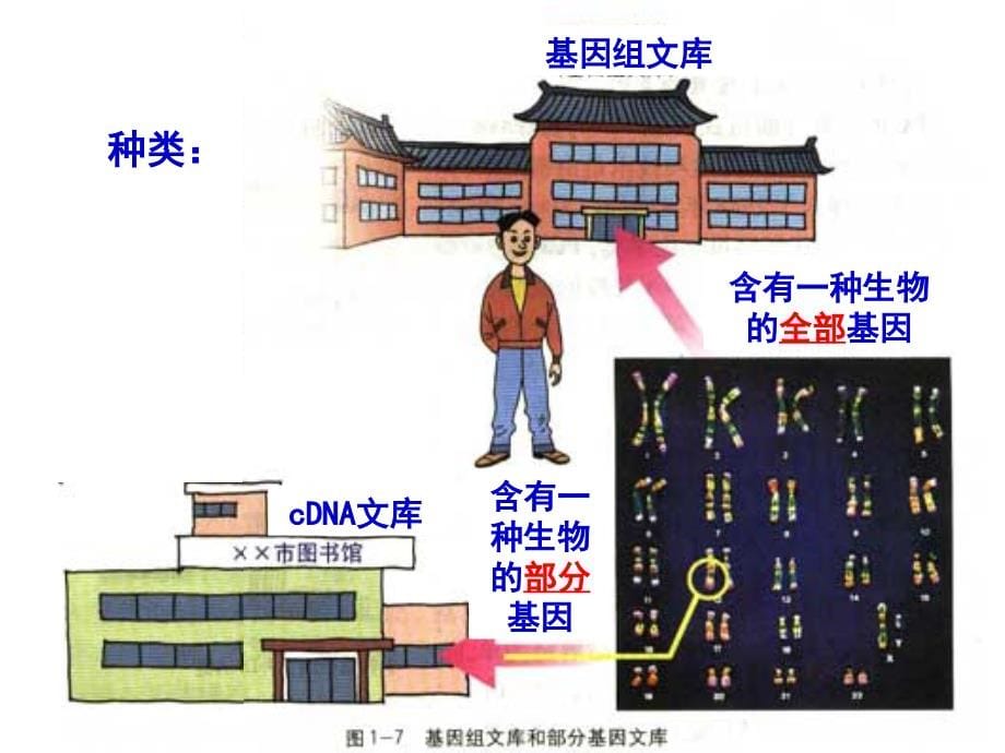 {企业管理制度}12基因工程的基本操作程序z4班l_第5页