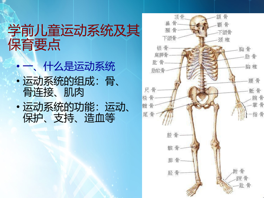 学前儿童生理发育特点及其保育要点ppt课件_第3页