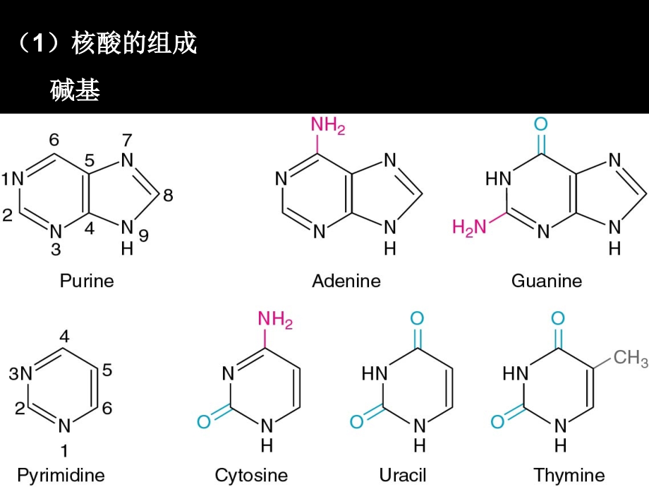 {生物科技管理}第2章基因工程上西南大学普通生物学)_第4页