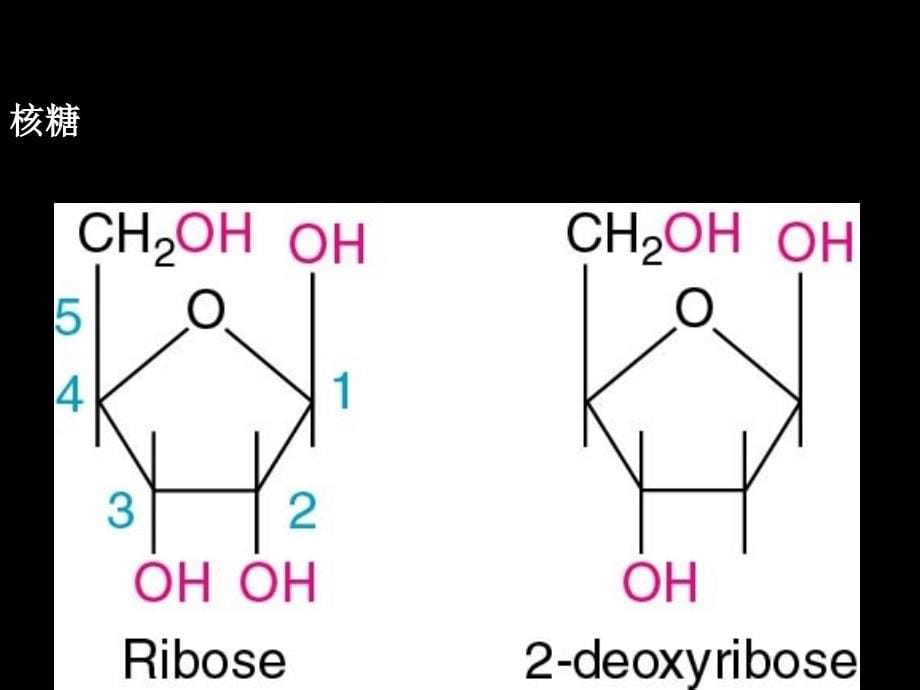 {生物科技管理}第2章基因工程上西南大学普通生物学)_第5页