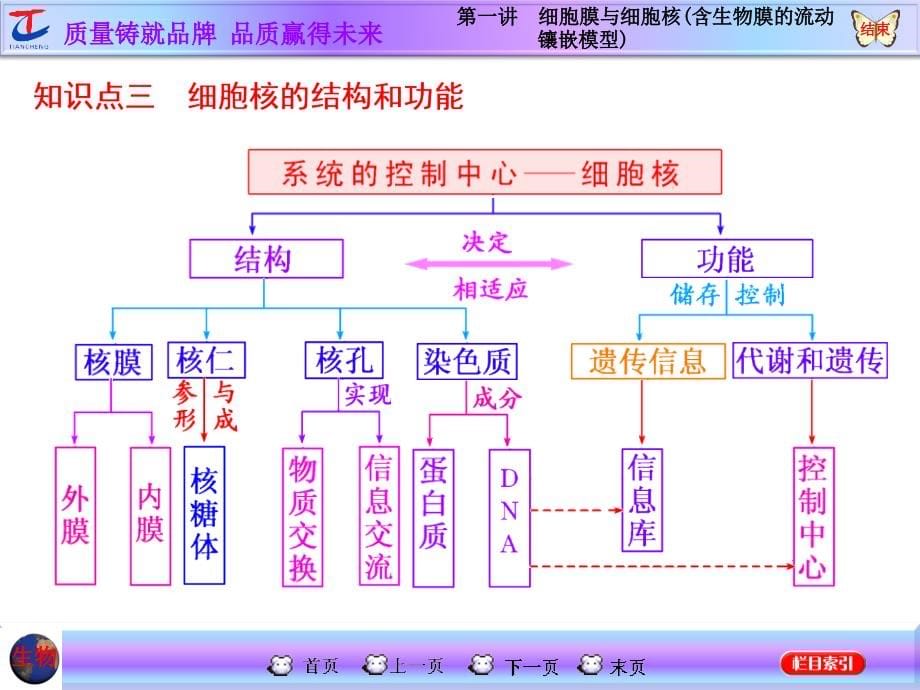 第一讲细胞膜与细胞核(含生物膜的流动镶嵌模型)课件_第5页