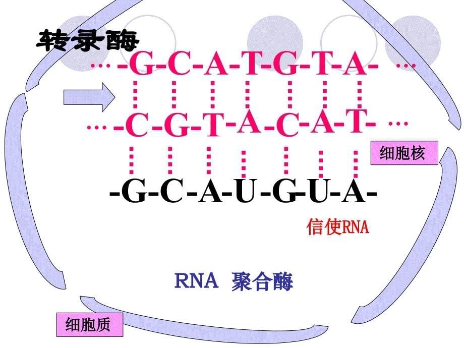 第一节基因指导蛋白质合成（第一课时）课件_第5页