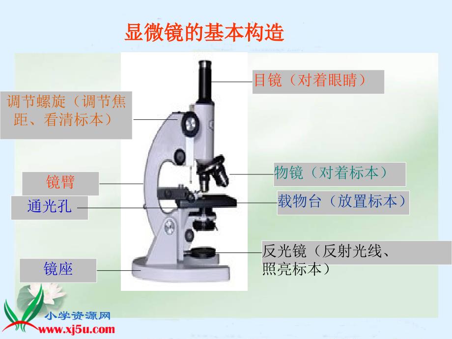 {生物科技管理}611水滴里的生物_第4页