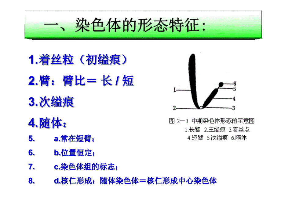 {农业与畜牧管理}中国农业大学遗传学02遗传的细胞学基础_第4页