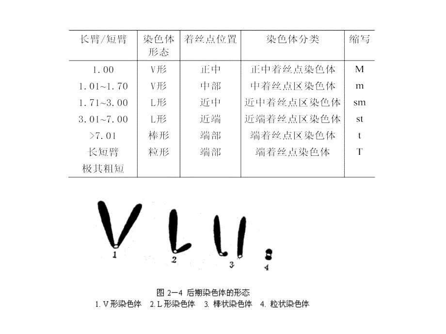 {农业与畜牧管理}中国农业大学遗传学02遗传的细胞学基础_第5页