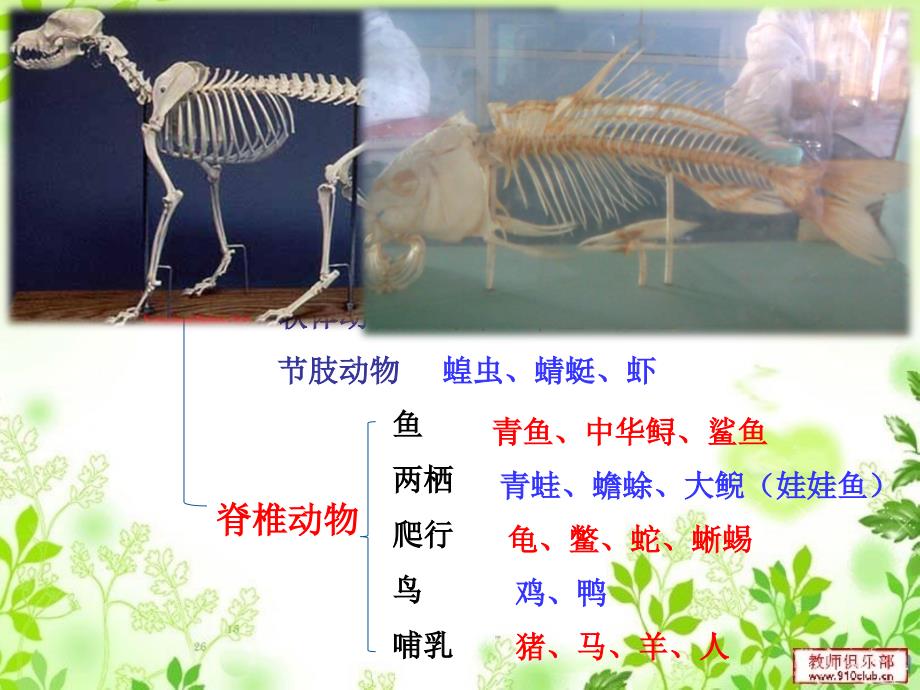 {生物科技管理}新人教版)生物八年级上第五单元第一章第四节鱼_第2页