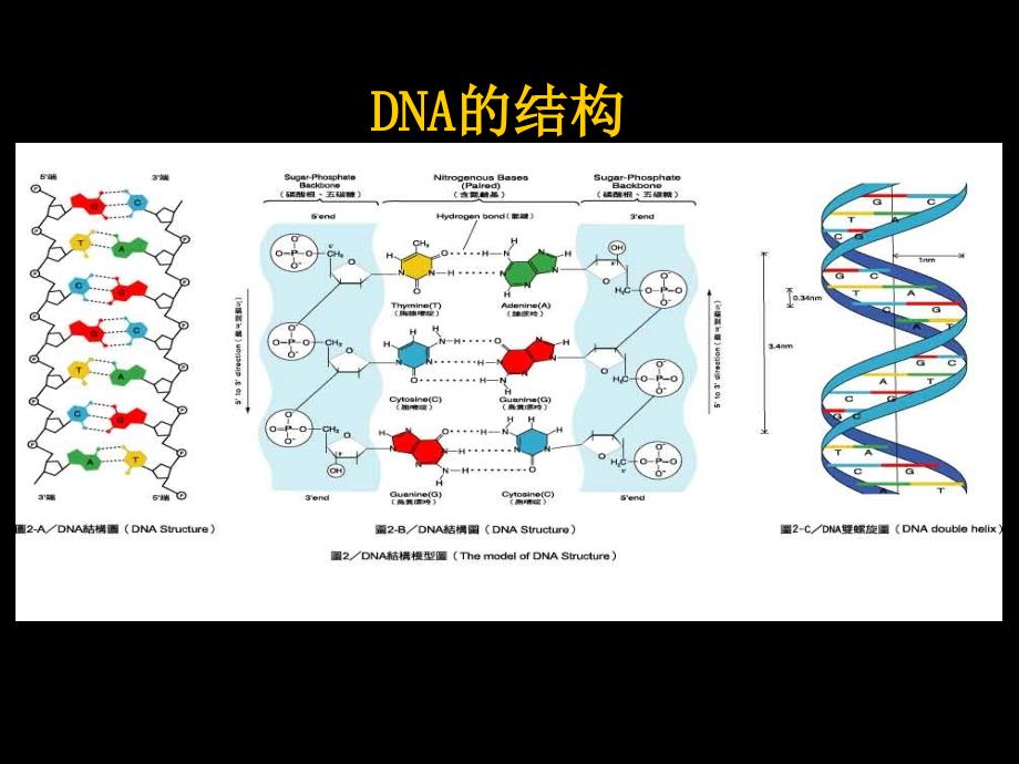 {生物科技管理}现代基础医学概论分子生物学与现代医学篇)_第4页