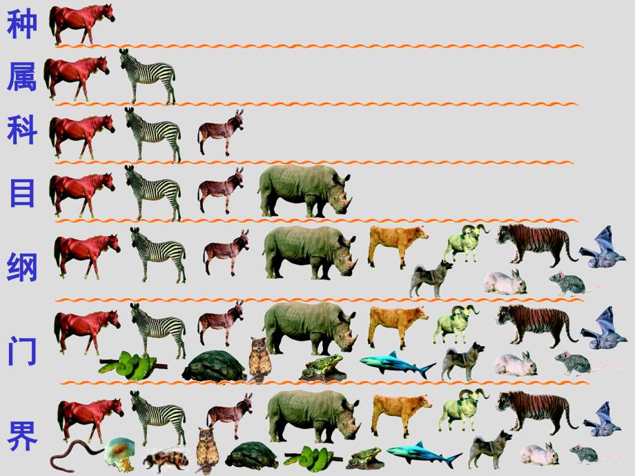 {生物科技管理}根据生物的特征进行分类_第3页