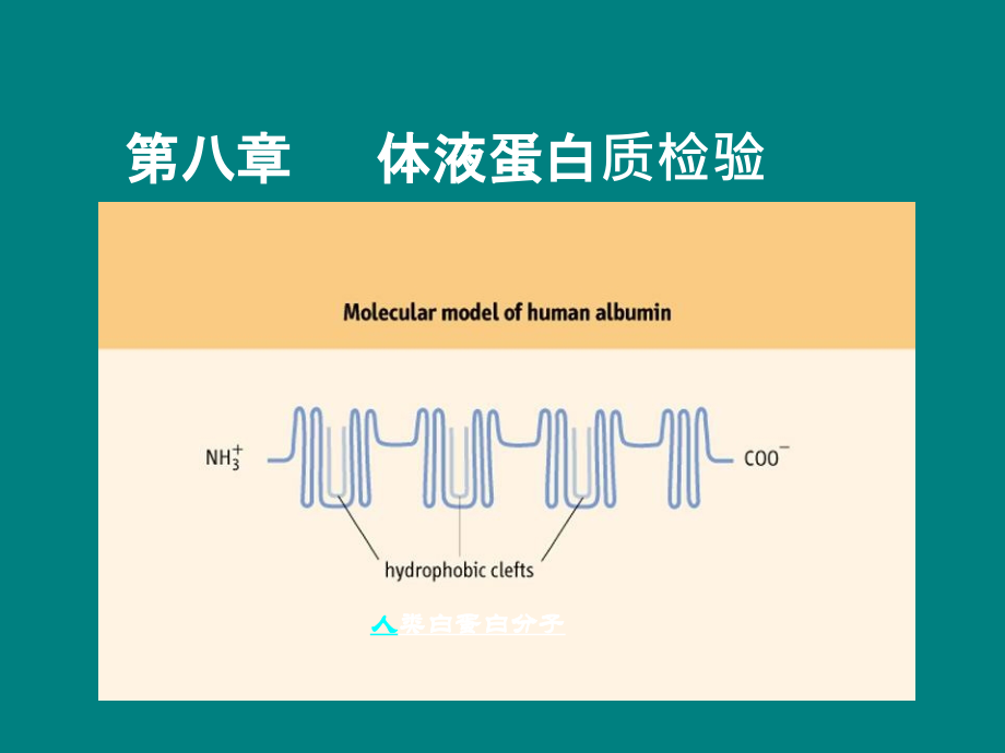 血清蛋白质测定[1]ppt课件_第1页