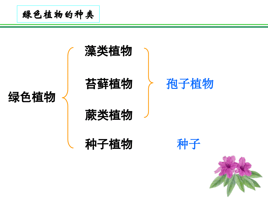 最新新人教版藻类、苔藓和蕨类植物_第3页