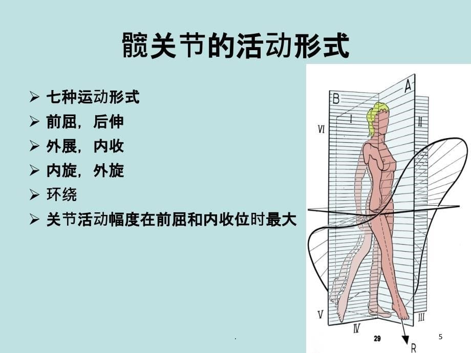 人工髋关节置换术的护理PPT课件_第5页