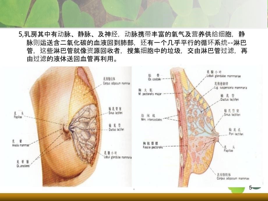 关爱乳房珍惜生命资料PPT课件_第5页