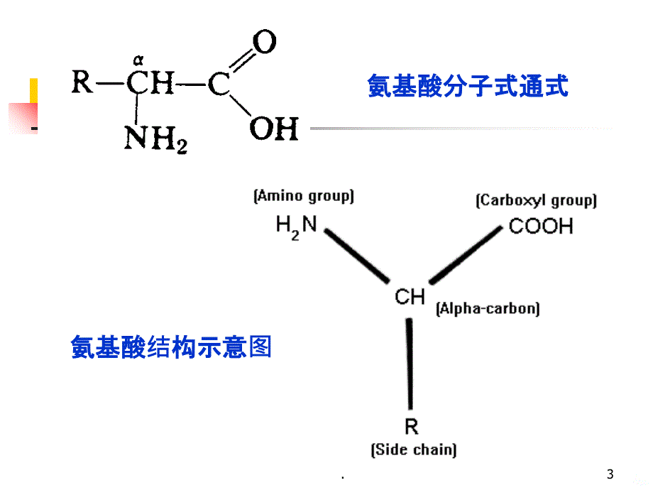 营养学-蛋白质PPT课件_第3页