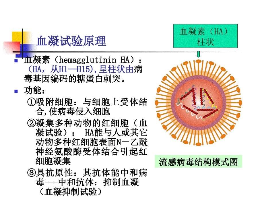 实验四 血凝及血凝抑制实验课件_第5页