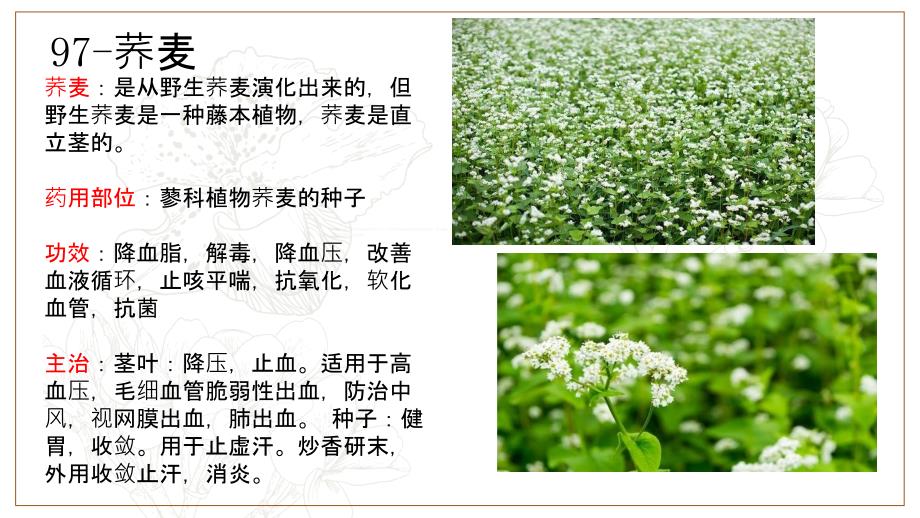 药材百蕊草、桑白皮PPT课件_第4页