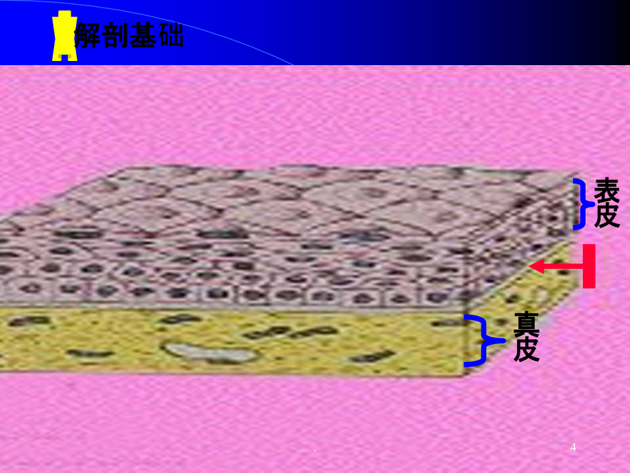 解剖护理用资料PPT课件_第4页