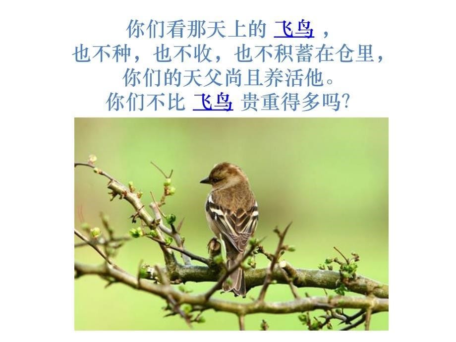 高高天空一只小鸟 改良版(诗歌PPT+故事讲解)知识分享_第5页