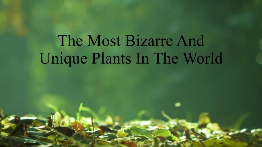 奇妙的植物 The Most Bizarre Plants In The World课件_第1页