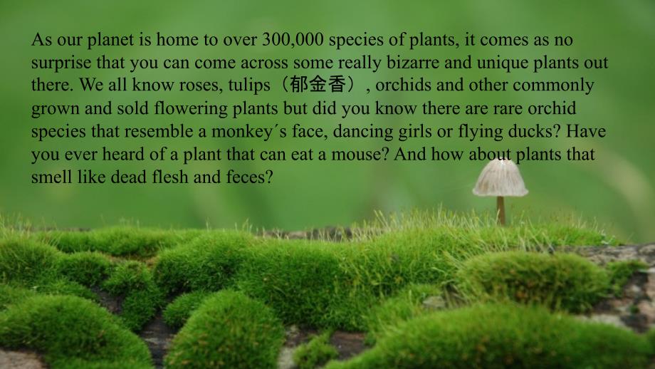 奇妙的植物 The Most Bizarre Plants In The World课件_第2页